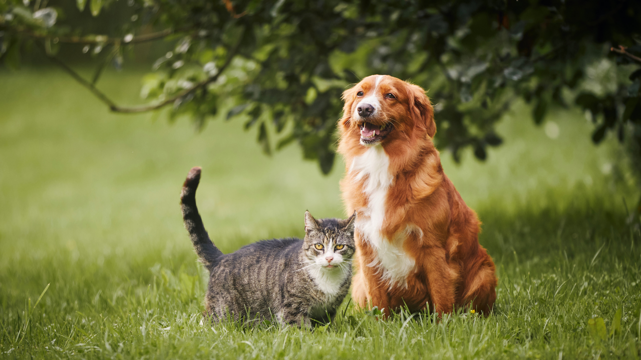 Hướng Dẫn Cách Chăm Sóc Chó Mèo Luôn Khỏe Mạnh Cho Người Mới